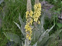Verbascum pannosum 2, Saxifraga-Harry Jans  Verbascum pannosum