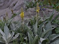 Verbascum pannosum 3, Saxifraga-Harry Jans  Verbascum pannosum