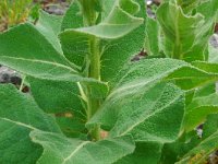Verbascum phlomoides 10, Keizerskaars, Saxifraga-Ed Stikvoort