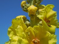 Verbascum phlomoides 13, Keizerskaars, Saxifraga-Ed Stikvoort