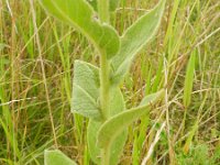 Verbascum phlomoides 16, Keizerskaars, Saxifraga-Rutger Barendse