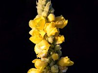 Verbascum phlomoides 23, Keizerskaars, Saxifraga-Bart Vastenhouw