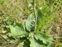 Verbascum phoeniceum 1, Saxifraga-Rutger Barendse