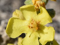 Verbascum pulverulentum 11, Vlokkige toorts, Saxifraga-Sonja Bouwman  Z24. Vlokkige toorts - Verbascum pulverulentum - Scrophulariaceae familie