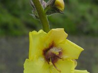 Verbascum virgatum 3, Beklierd mottenkruid, Saxifraga-Ed Stikvoort