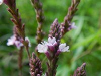 Verbena hastata 2, Saxifraga-Rutger Barendse