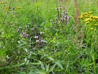 Verbena hastata 3, Saxifraga-Rutger Barendse