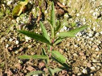 Verbena hastata 4, Saxifraga-Rutger Barendse