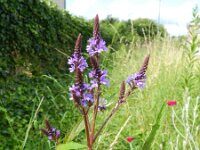 Verbena hastata 5, Saxifraga-Rutger Barendse