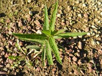 Verbena hastata 8, Saxifraga-Rutger Barendse