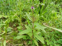 Verbena hastata 9, Saxifraga-Rutger Barendse
