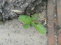 Verbena rigida