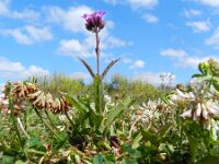 Verbena rigida 3, Hoofdjesverbena, Saxifraga-Rutger Barendse