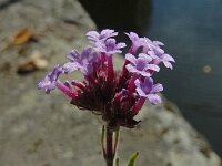 Verbena rigida 5, Hoofdjesverbena, Saxifraga-Ed Stikvoort : geelgroen afrikaantje Delfshaven s9900