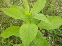 Verbesina alternifolia 4, Saxifraga-Rutger Barendse