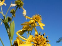 Verbesina alternifolia 5, Saxifraga-Ed Stikvoort : Terneuzen Grensmaas Borgharen stekelnachtschade Kruiningen s9900