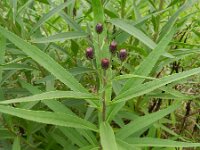 Vernonia grandiflora 2, Saxifraga-Rutger Barendse