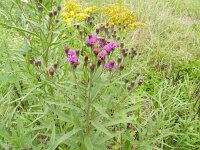 Vernonia grandiflora 3, Saxifraga-Rutger Barendse