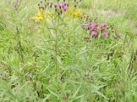 Vernonia grandiflora 4, Saxifraga-Rutger Barendse