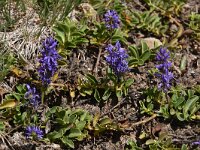 Veronica allionii 2, Saxifraga-Harry Jans