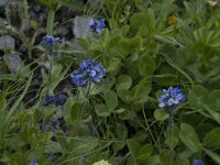 Veronica alpina 2, Saxifraga-Willem van Kruijsbergen