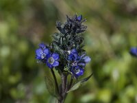 Veronica alpina 4, Saxifraga-Willem van Kruijsbergen