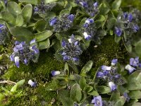 Veronica alpina 5, Saxifraga-Willem van Kruijsbergen