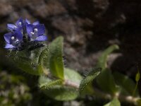 Veronica alpina 6, Saxifraga-Willem van Kruijsbergen