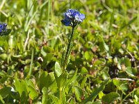 Veronica alpina 7, Saxifraga-Jan van der Straaten