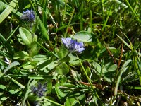 Veronica alpina 9, Saxifraga-Rutger Barendse