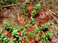 Veronica arvensis 10, Veldereprijs, Saxifraga-Rutger Barendse
