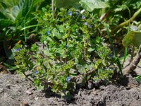 Veronica arvensis 11, Veldereprijs, Saxifraga-Ed Stikvoort