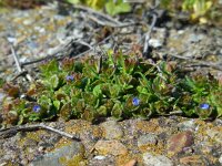 Veronica arvensis 12, Veldereprijs, Saxifraga-Ed Stikvoort