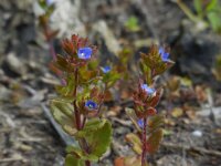 Veronica arvensis 13, Veldereprijs, Saxifraga-Ed Stikvoort