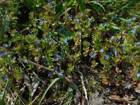 Veronica arvensis 14, Veldereprijs, Saxifraga-Ed Stikvoort