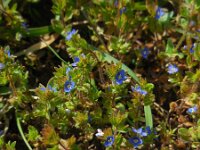 Veronica arvensis 15, Veldereprijs, Saxifraga-Ed Stikvoort
