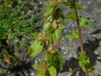 Veronica arvensis 16, Veldereprijs, Saxifraga-Ed Stikvoort