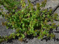 Veronica arvensis 17, Veldereprijs, Saxifraga-Ed Stikvoort