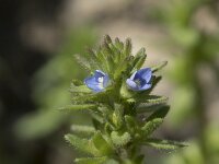 Veronica arvensis 18, Veldereprijs, Saxifraga-Willem van Kruijsbergen