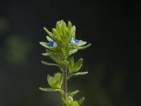 Veronica arvensis 2, Veldereprijs, Saxifraga-Jan van der Straaten