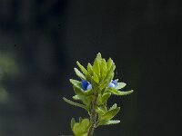 Veronica arvensis 3, Veldereprijs, Saxifraga-Jan van der Straaten