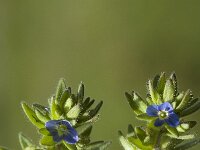 Veronica arvensis 4, Veldereprijs, Saxifraga-Marijke Verhagen