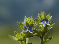 Veronica arvensis 5, Veldereprijs, Saxifraga-Marijke Verhagen
