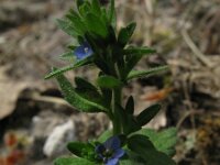 Veronica arvensis 6, Veldereprijs, Saxifraga-Rutger Barendse