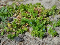 Veronica arvensis 8, Veldereprijs, Saxifraga-Ed Stikvoort