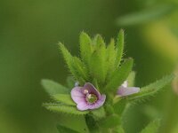 Veronica arvensis 9, Veldereprijs, Saxifraga-Rutger Barendse