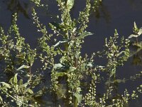 Veronica catenata 10, Rode waterereprijs, Saxifraga-Willem van Kruijsbergen