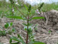 Veronica catenata 2, Rode waterereprijs, Saxifraga-Rutger Barendse
