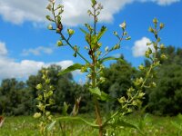 Veronica catenata 5, Rode waterereprijs, Saxifraga-Ed Stikvoort