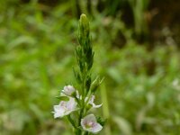 Veronica catenata 6, Rode waterereprijs, Saxifraga-Ed Stikvoort